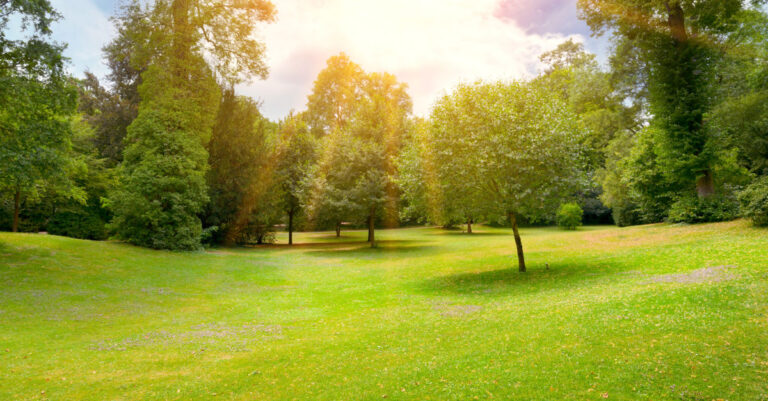 Park during day with sun shining down