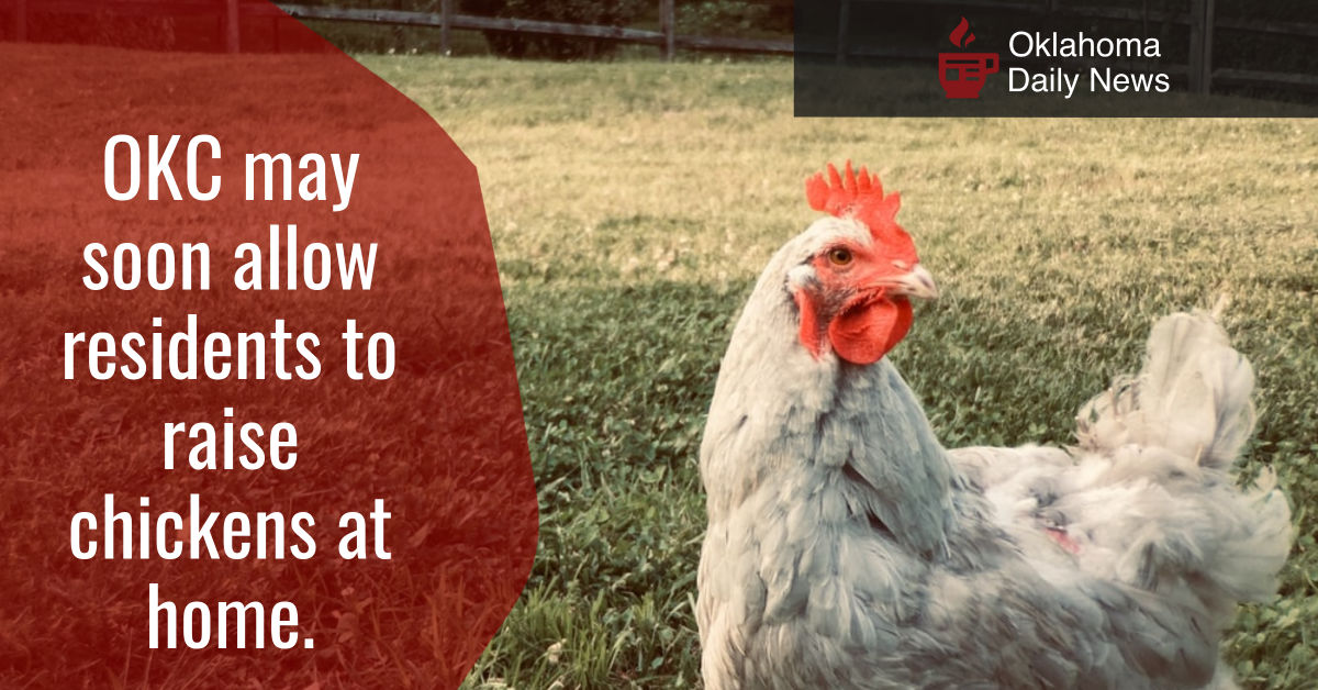 OKC May Soon Approve Backyard Chickens Oklahoma Daily News