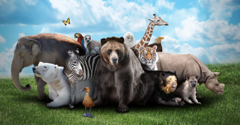 Zoo animals vaccinated at Oklahoma City Zoo