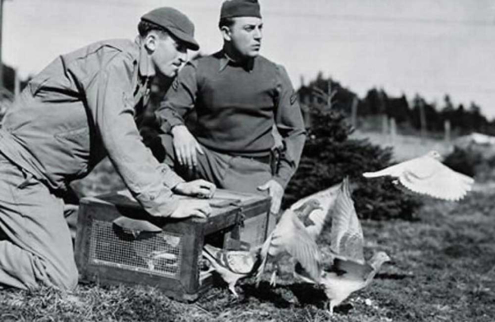 The American Pigeon Museum & Library