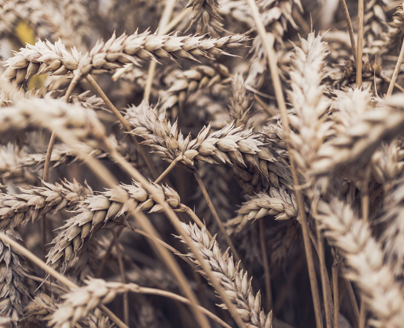 11 Most Valuable Crops Grown in Oklahoma Oklahoma Daily News