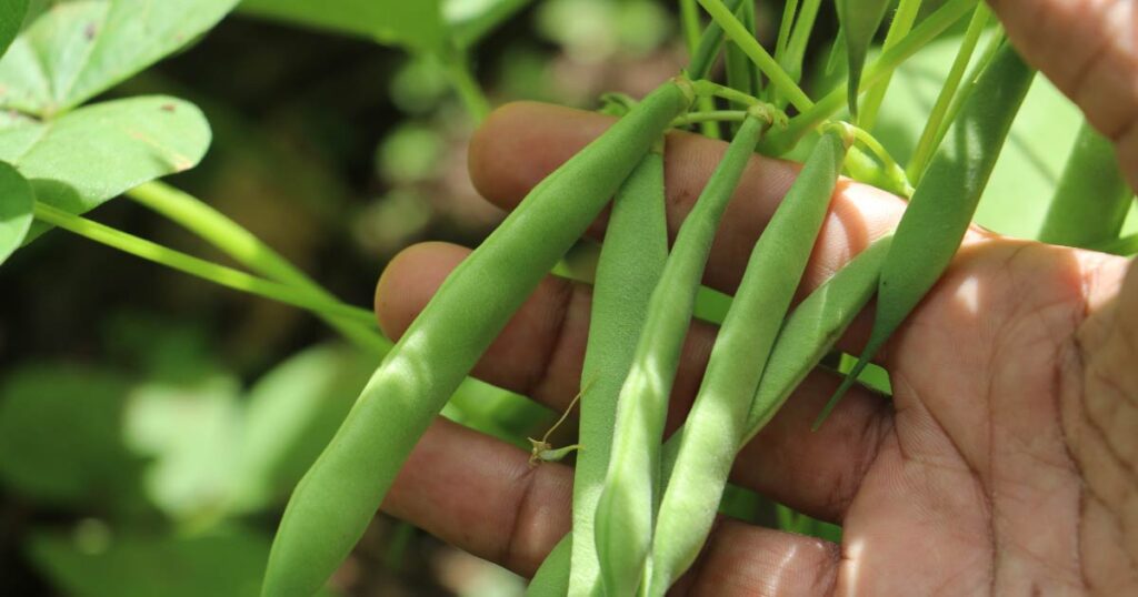 Beans
