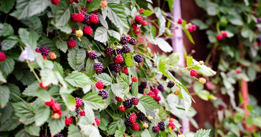 Blackberries