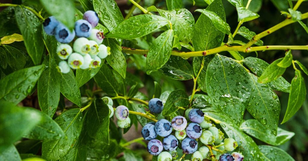 Blueberries