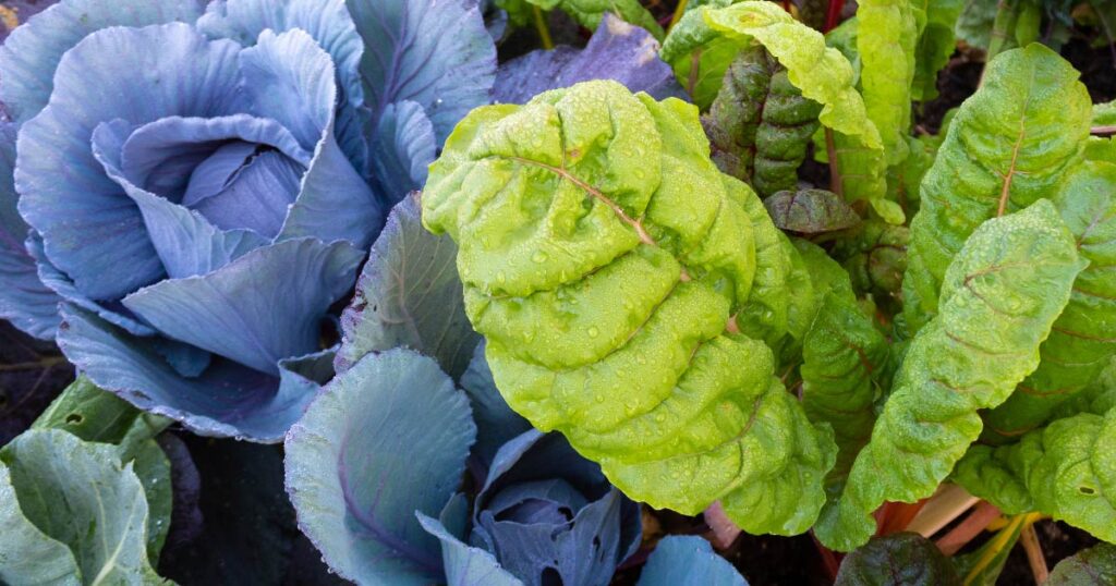 Collard Cabbage