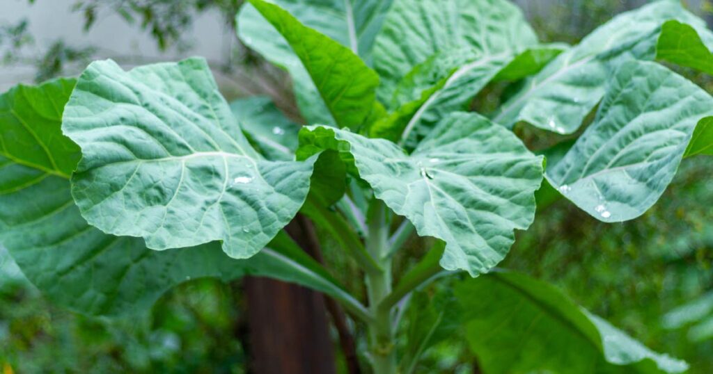 Collard Greens