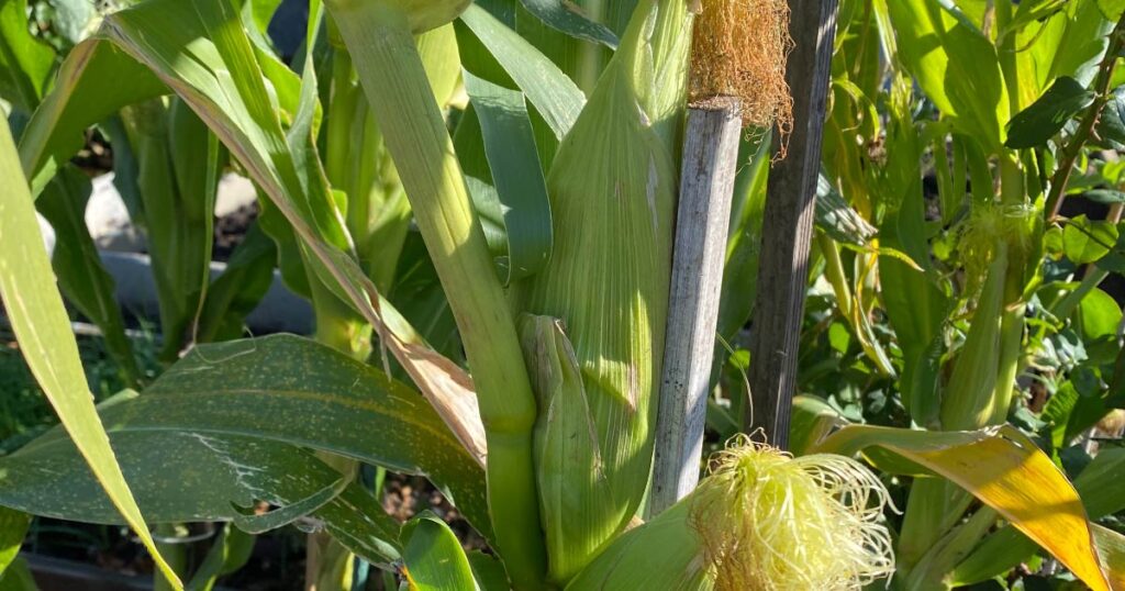 Corn