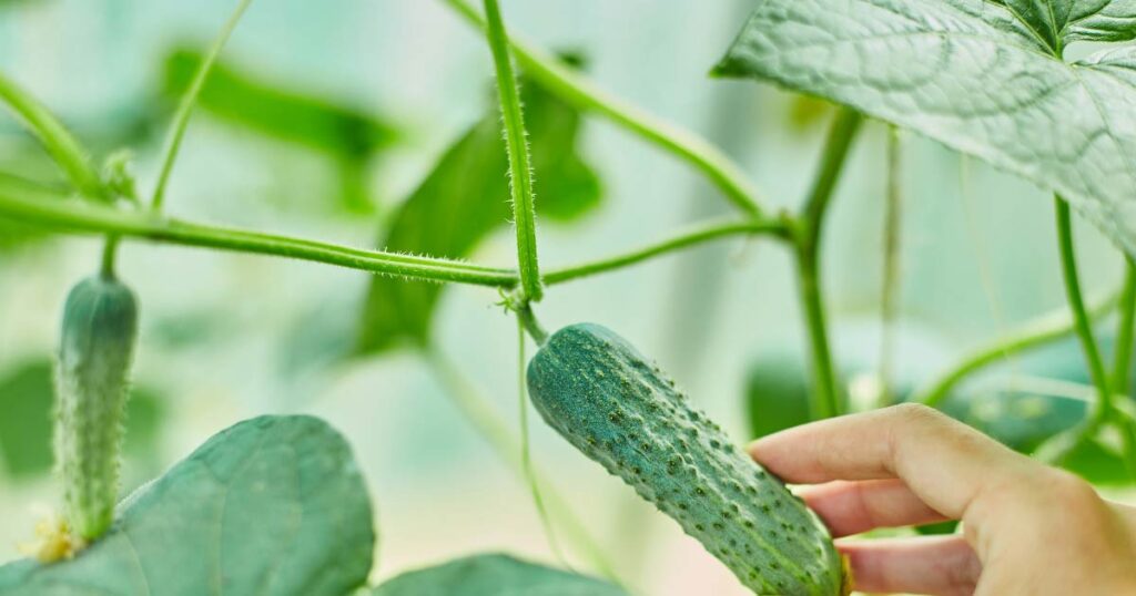 Cucumbers