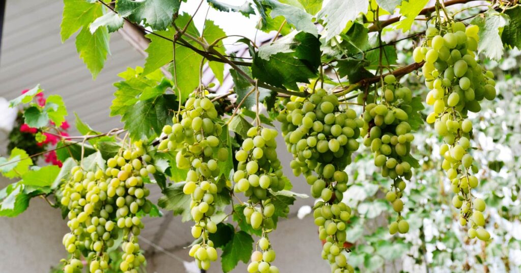 Grapes