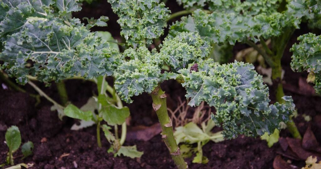 Kale
