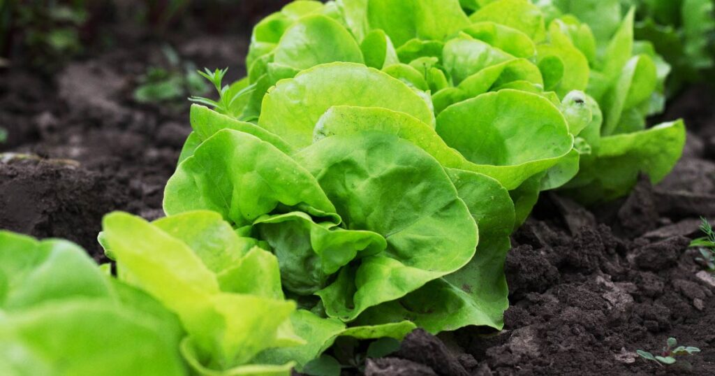 Lettuce