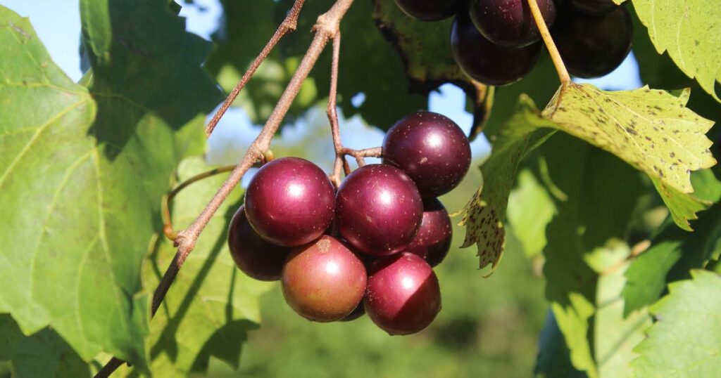 Muscadine Grapes