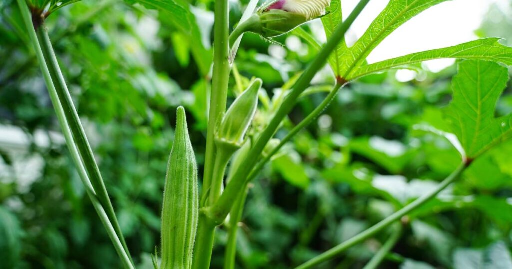 Okra