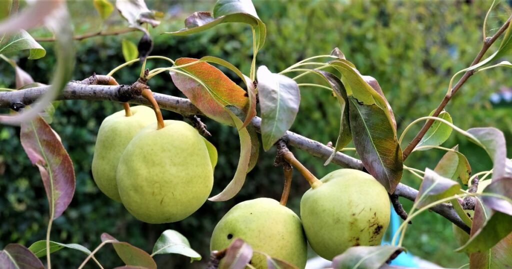 Pears