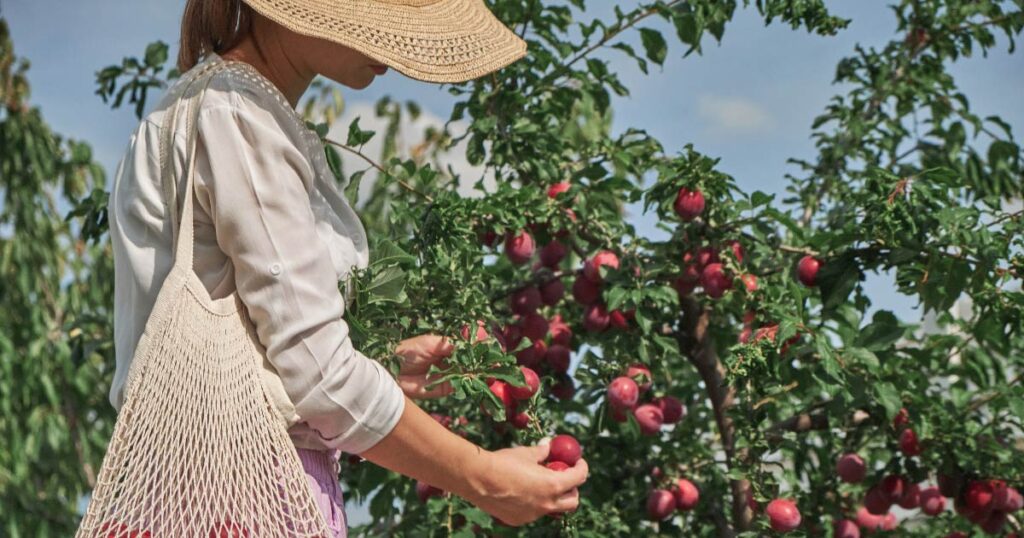 Plums