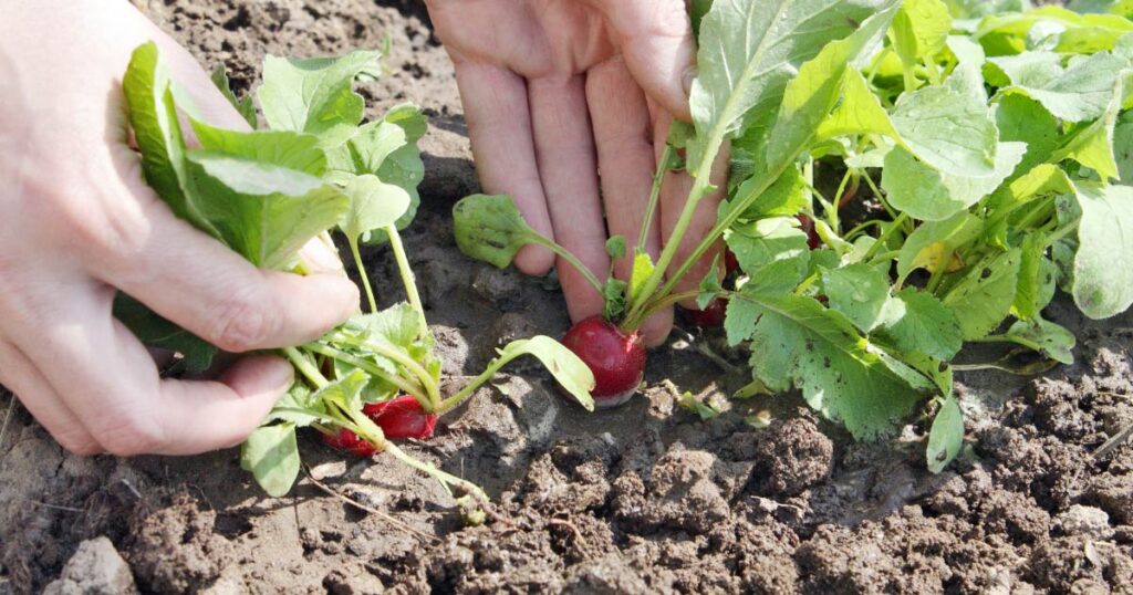 Radishes