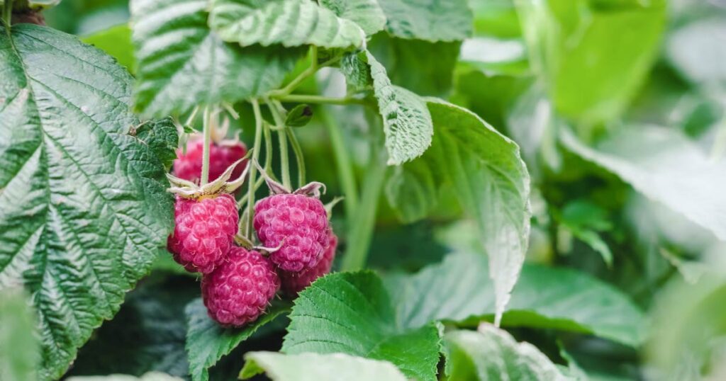 Raspberries