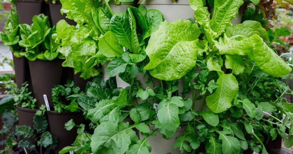 Spinach