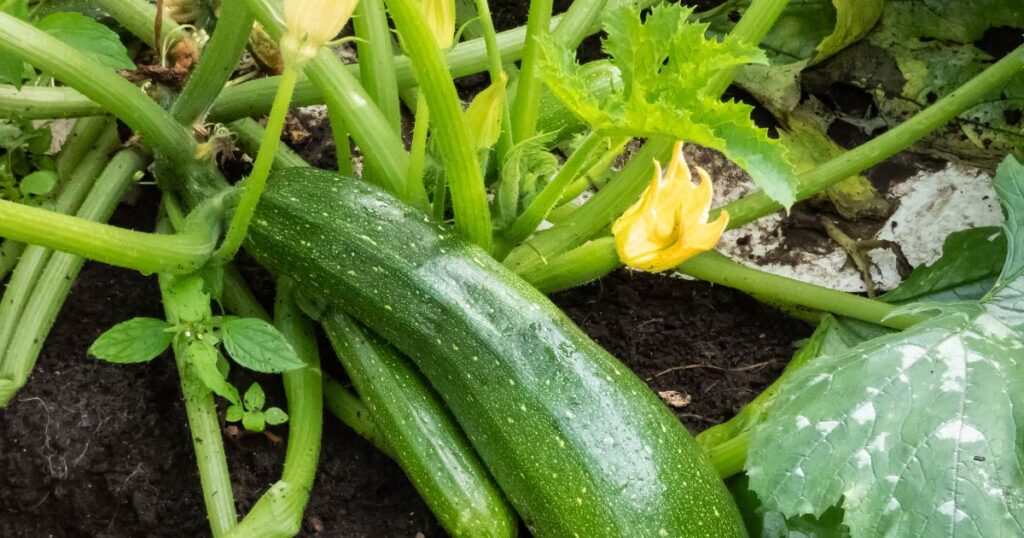 Squash