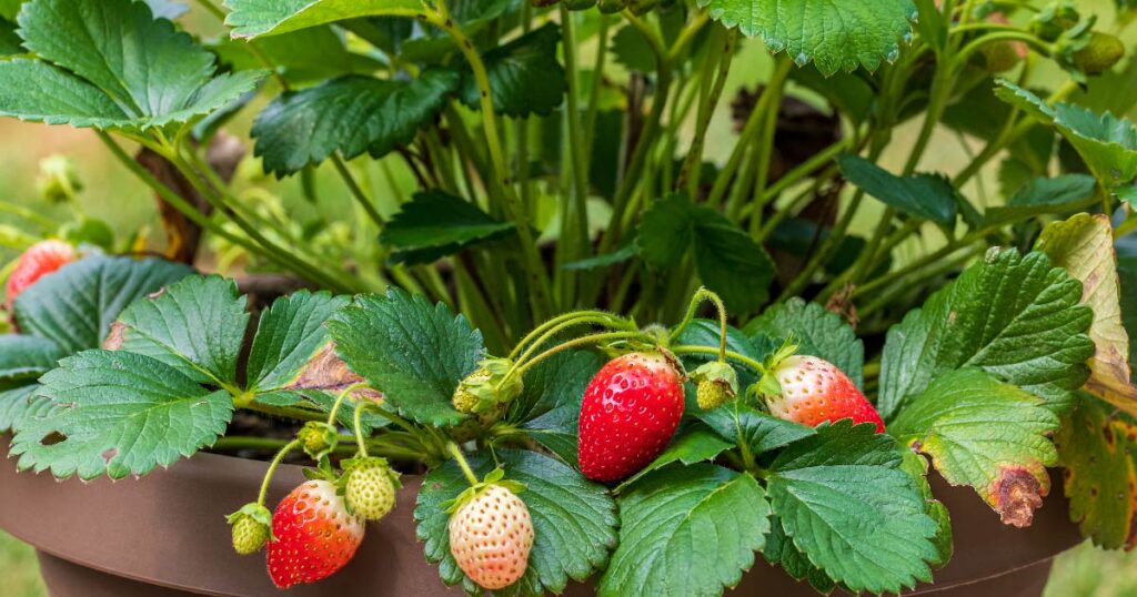 Strawberries