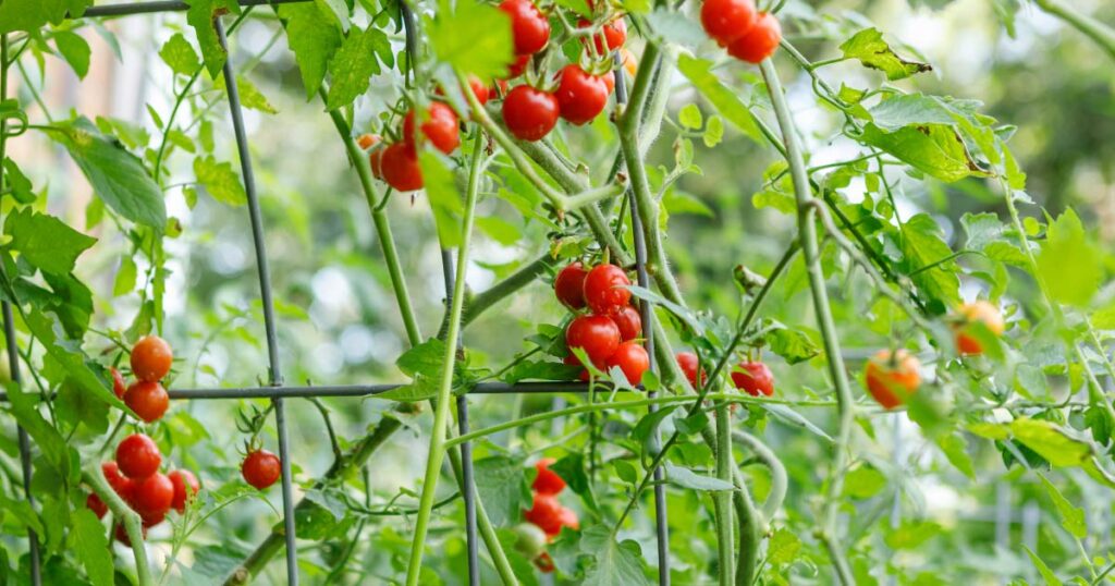 Tomatoes