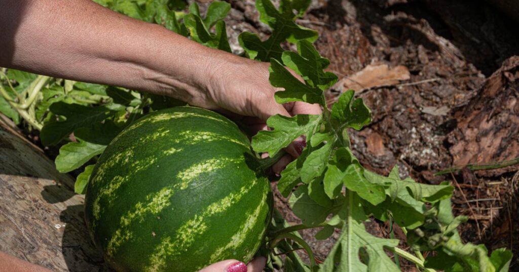 Watermelons