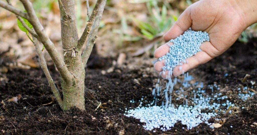 Fertilize your plants