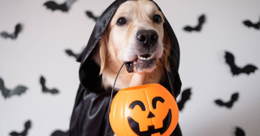 Safe Halloween Tips for Kids' Safety During TrickorTreating