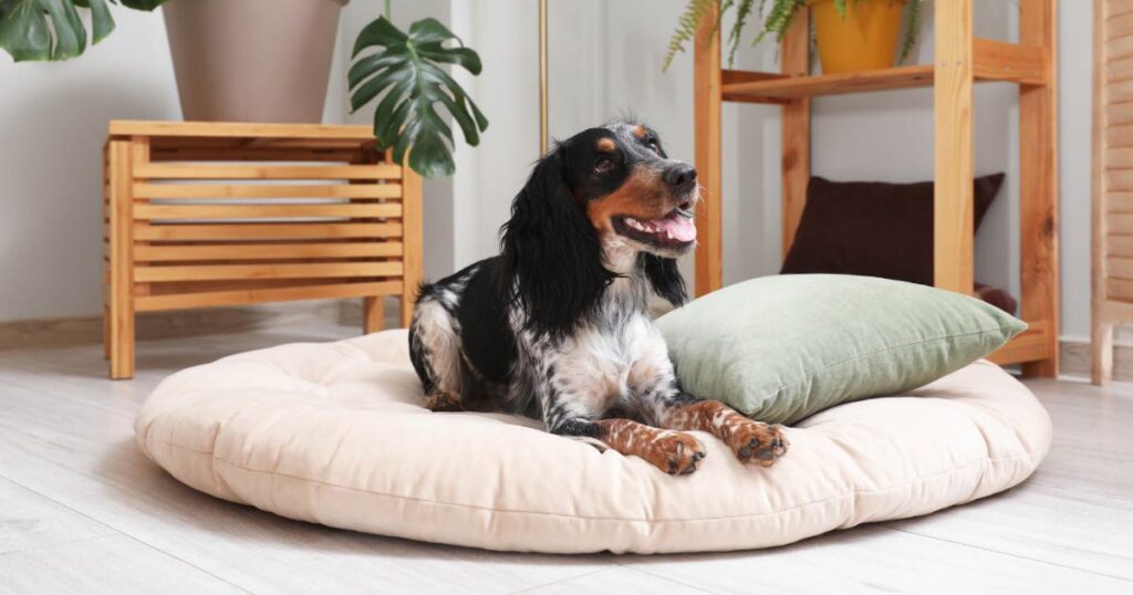 Pet bedding cleaning tips