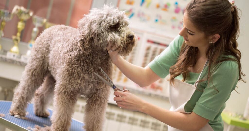 pet being groomed