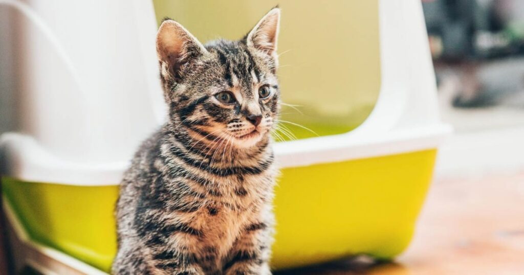 kitten sitting next to litter box