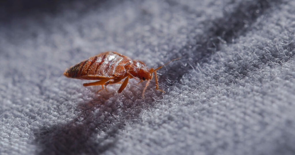 Close up photo of a bed bug