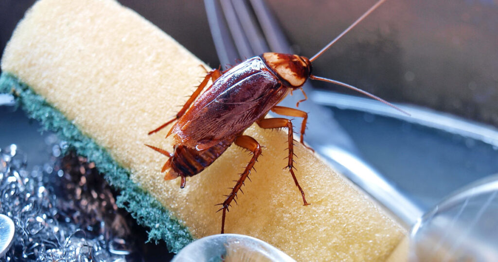 close of photo of a cockroach