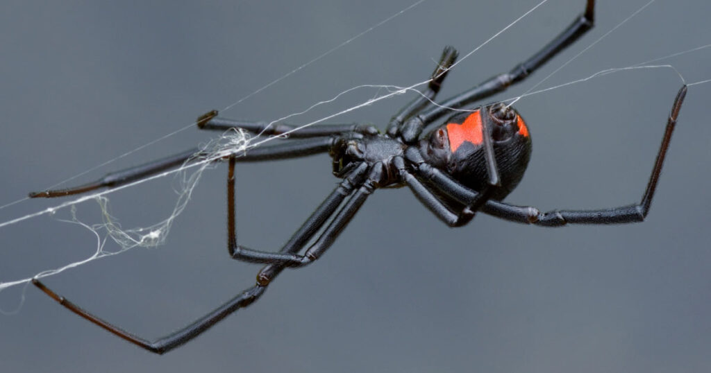 close up photo of black widow spider