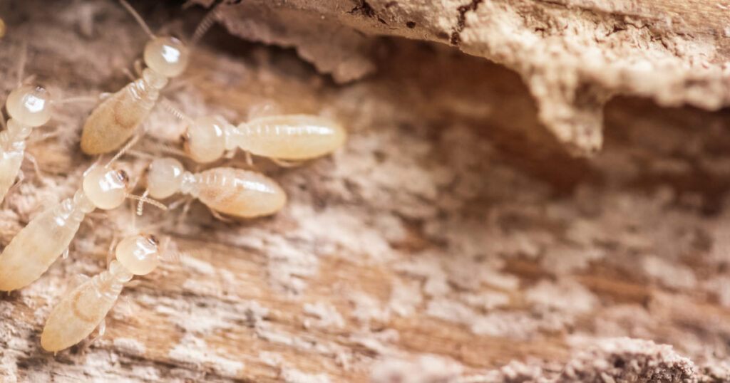 close up photo of termites