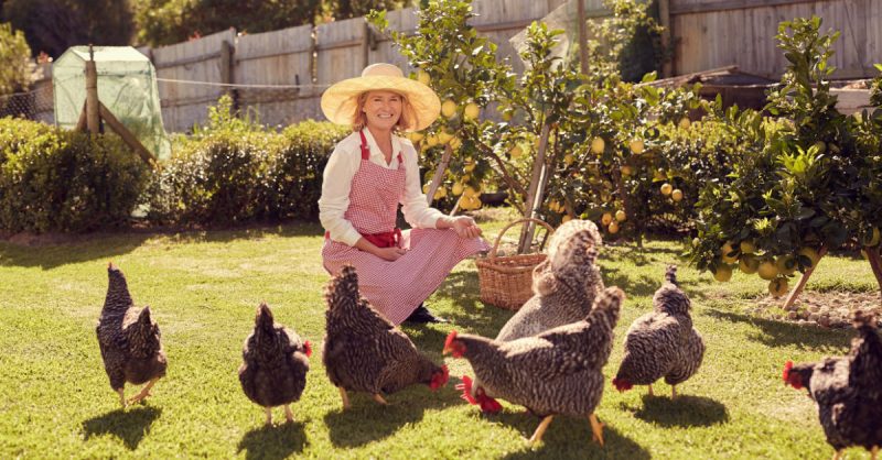 Backyard chickens being taken care of by a smiling woman in a hat