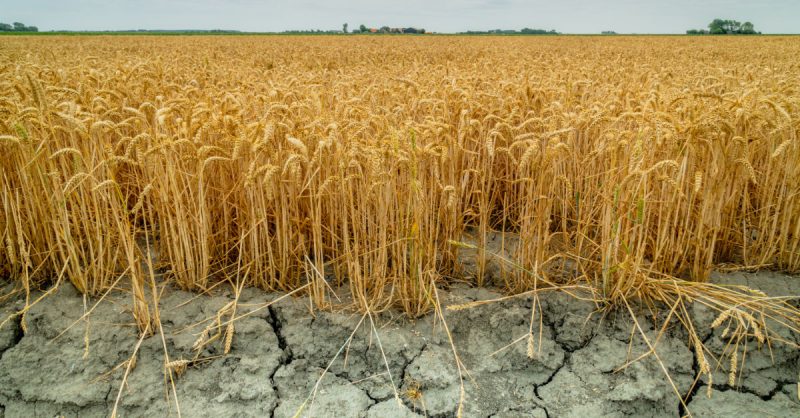 Wheat fields during drought.