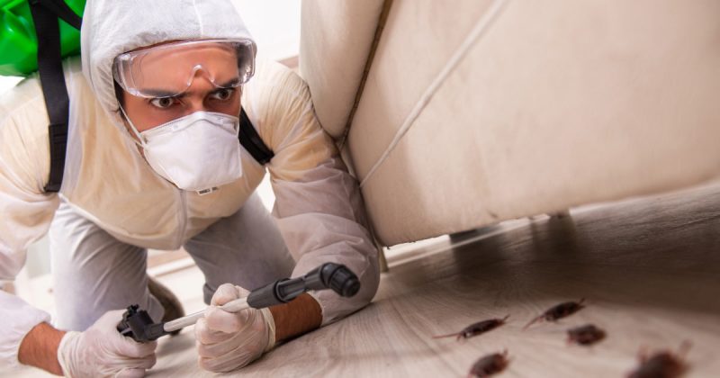 pest control technician dealing with pests
