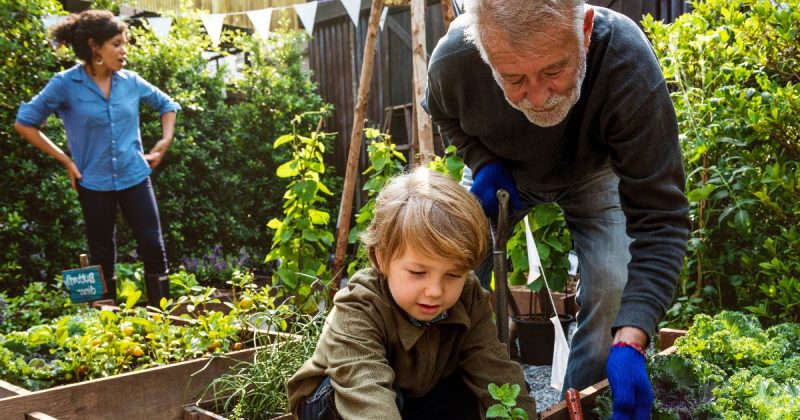 oklahomadaily-news-fruits-veggies-featured Older man and child gardening together with woman in the background
