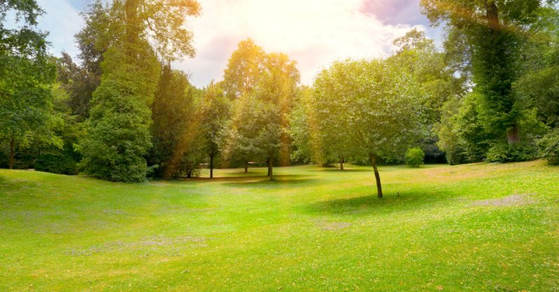 Park during day with sun shining down