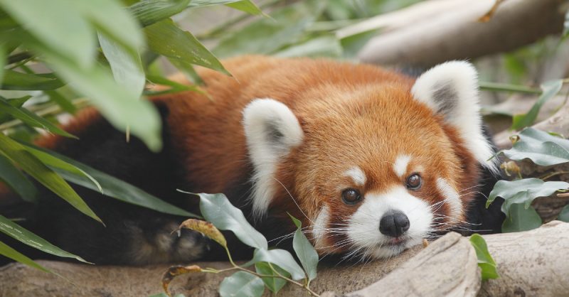 Red Panda